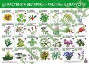 Растения Беларуси. Раслiны Беларусi. Интерактивный плакат.