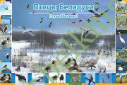 Птицы Беларуси. Плакат (формат А1)